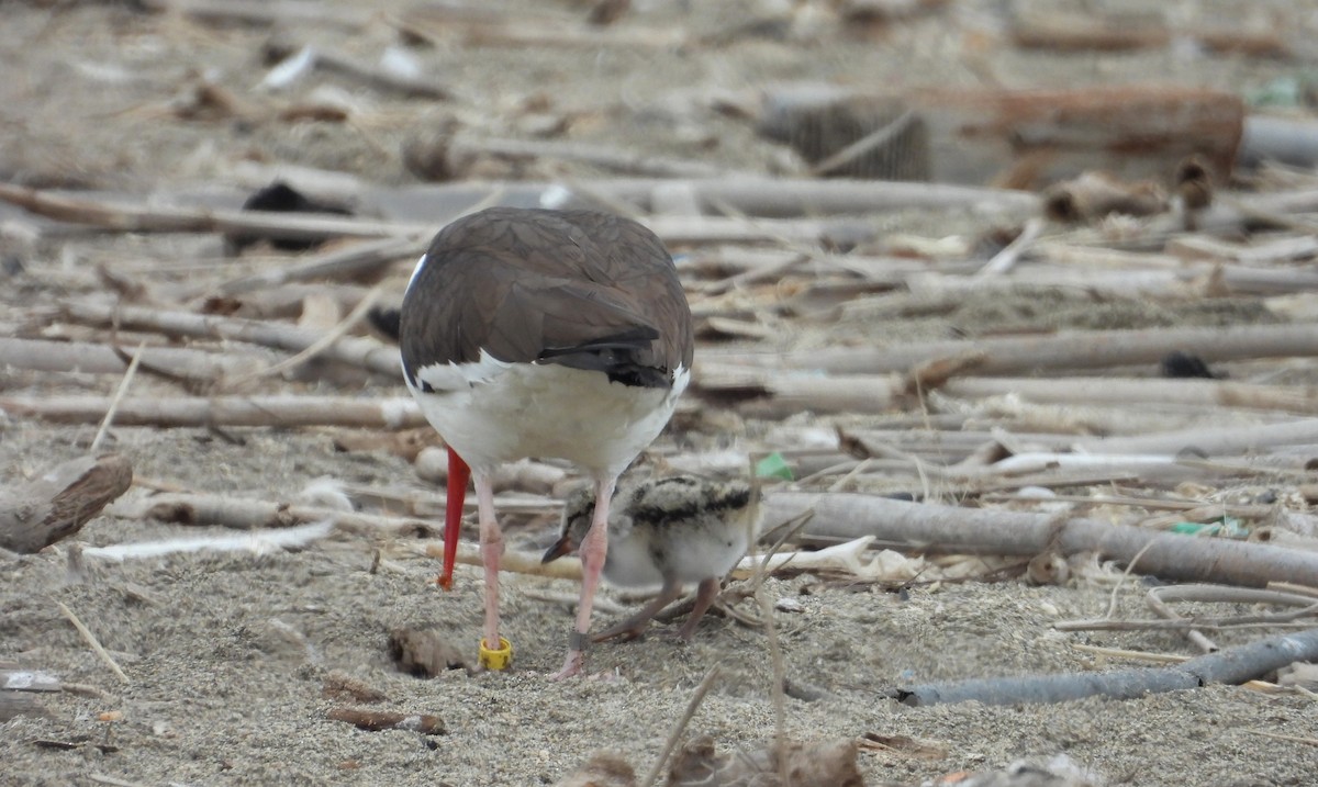 ústřičník americký - ML646666241