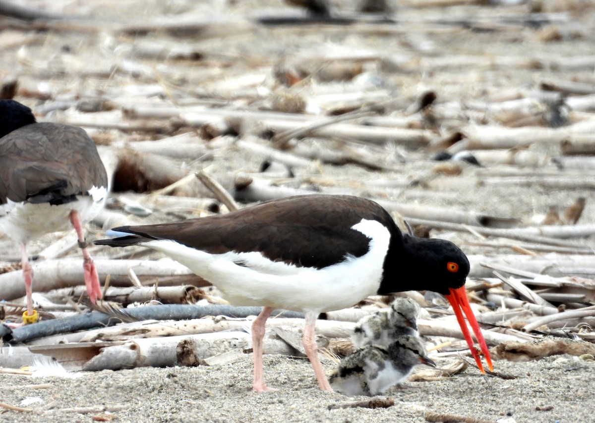 ústřičník americký - ML646666242