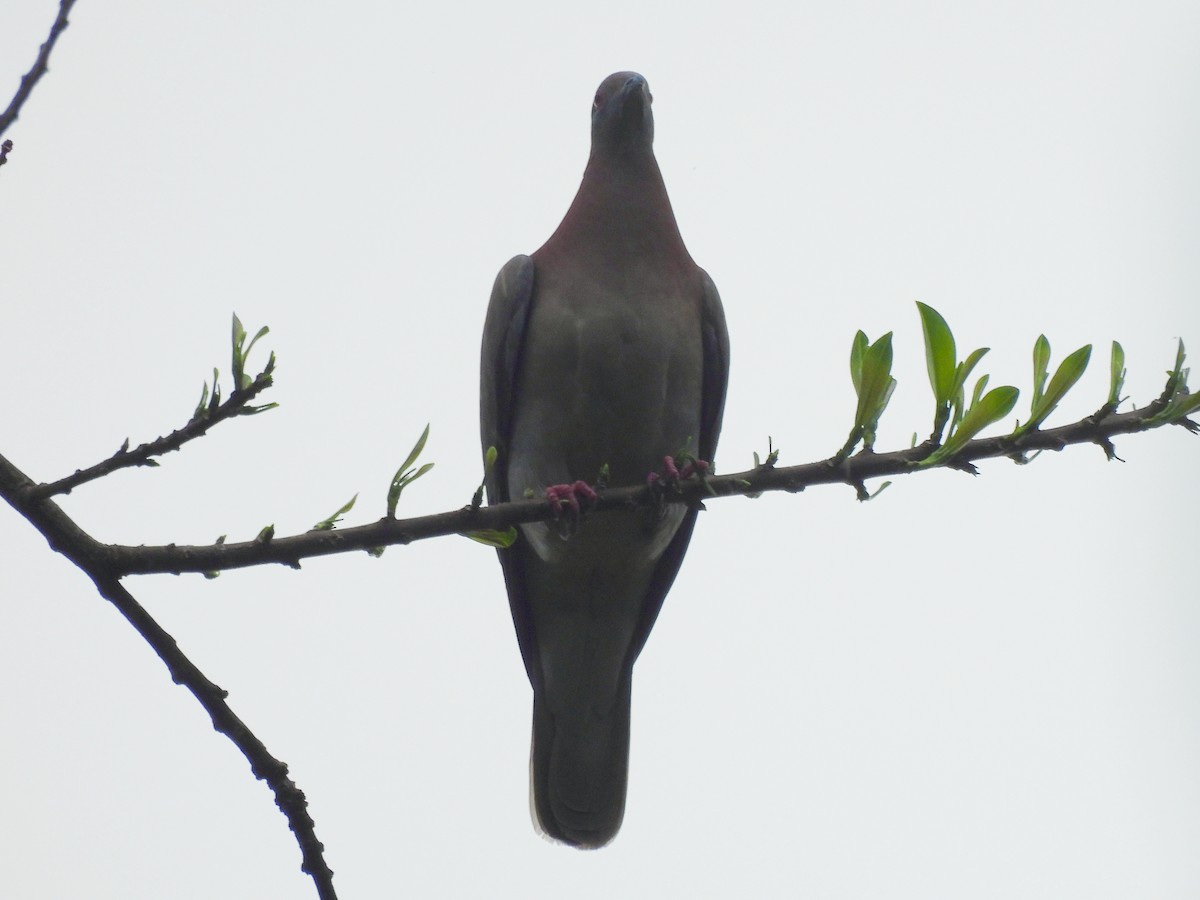 Pale-vented Pigeon - ML646666243