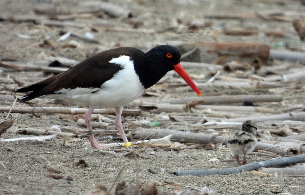 ústřičník americký - ML646666244