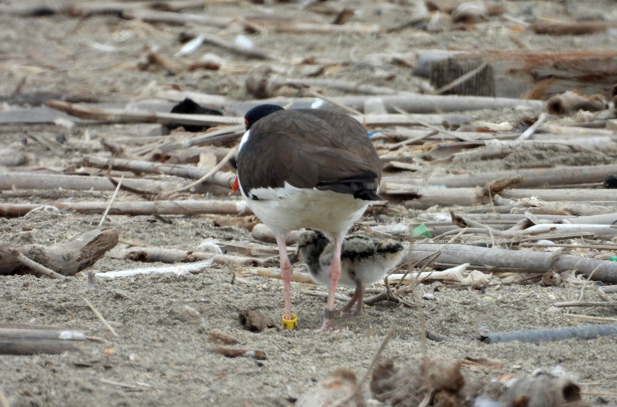 ústřičník americký - ML646666245