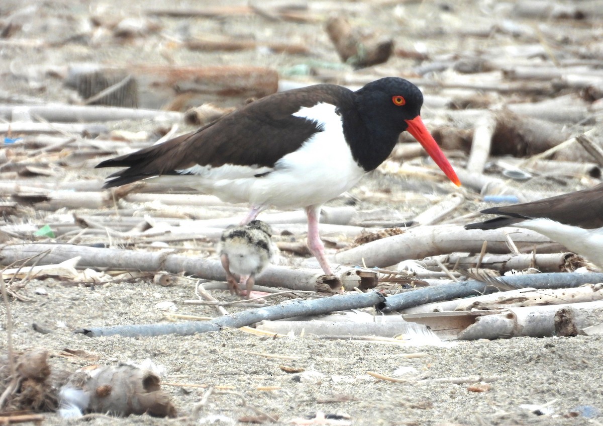 ústřičník americký - ML646666246