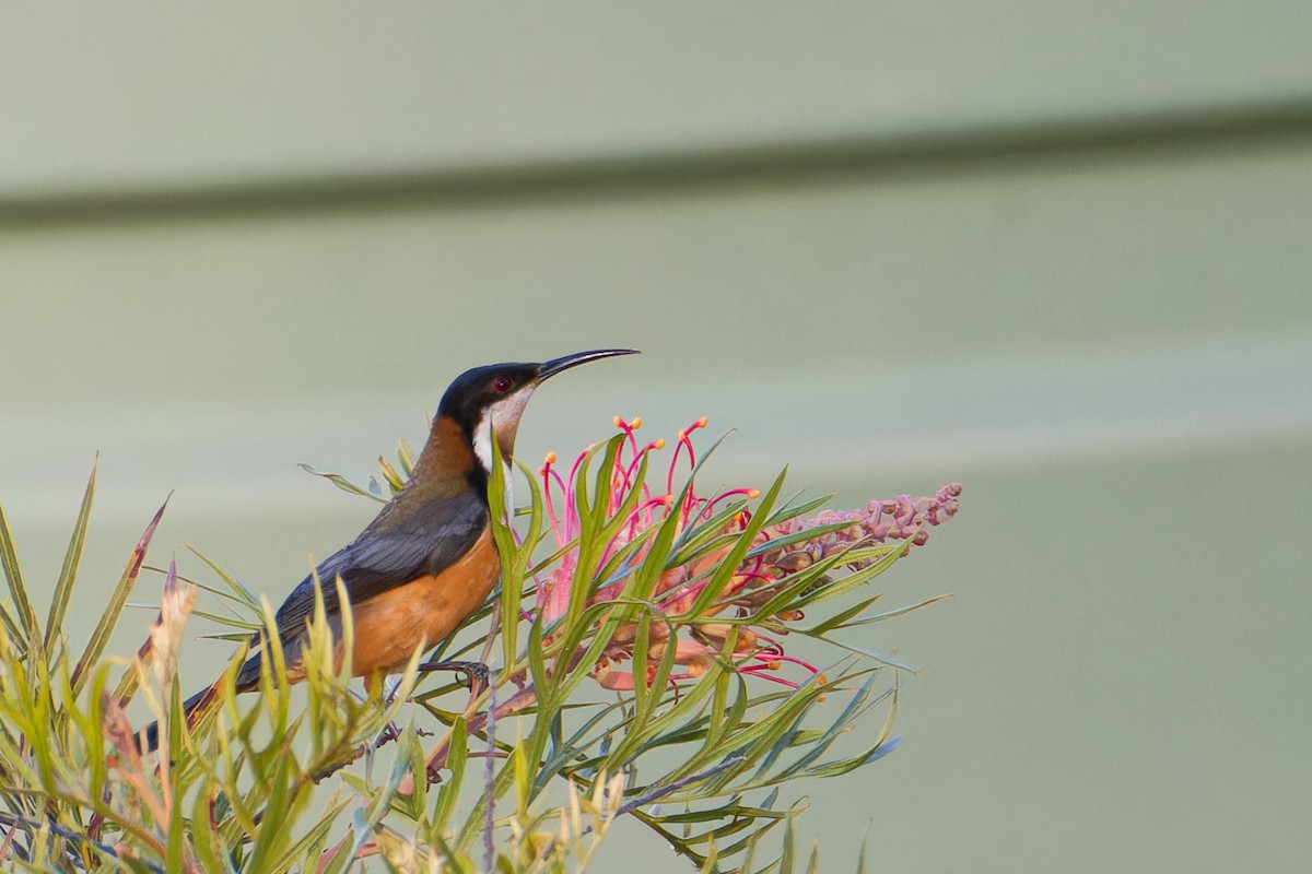 jehlozobka východní - ML646666247