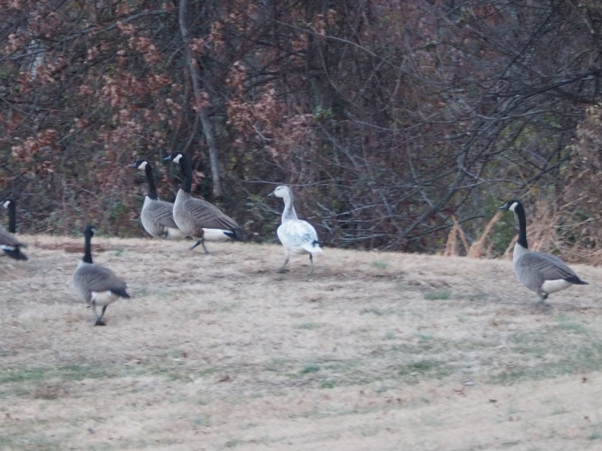 Гуска біла - ML646666248