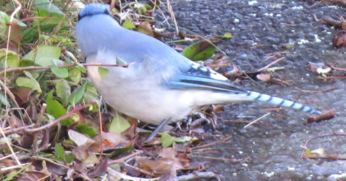 Mavi Karga - ML646666249