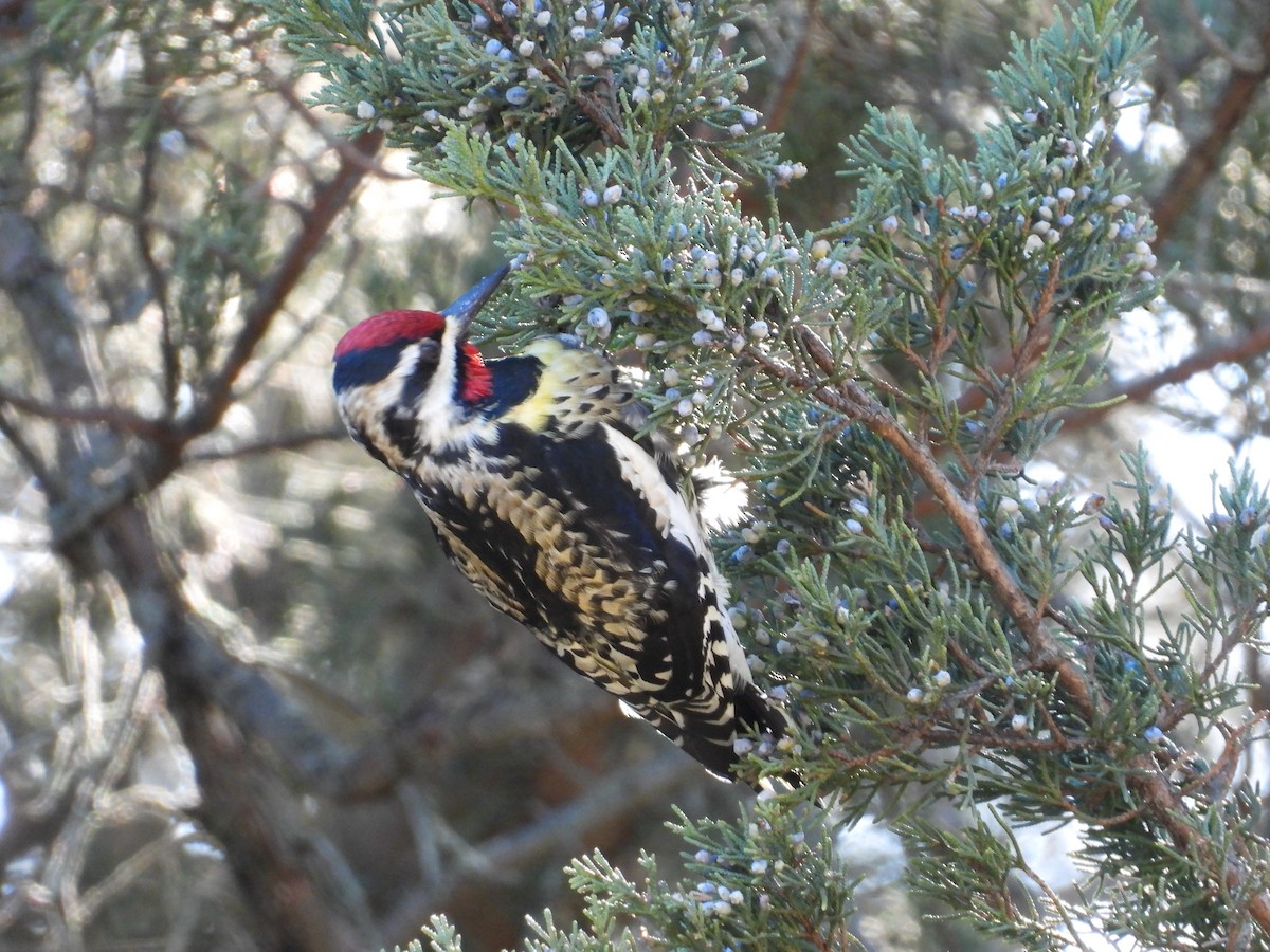 datel rudohrdlý - ML646666251