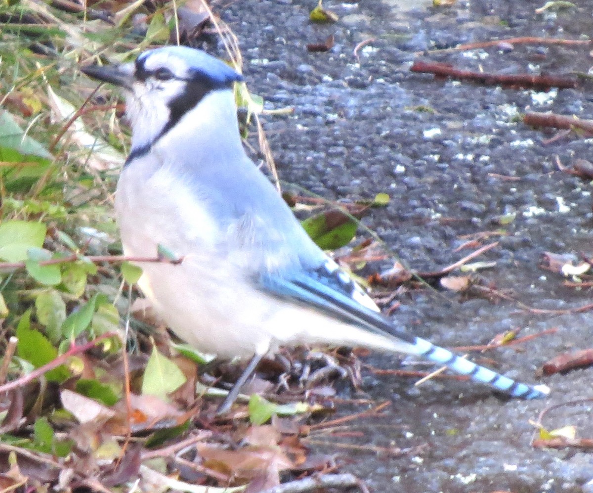 Mavi Karga - ML646666254