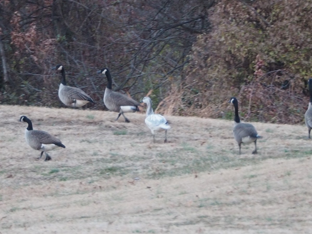 Гуска біла - ML646666255