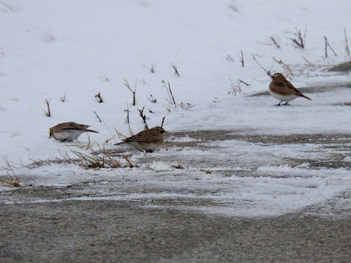 Ohrenlerche - ML646666257