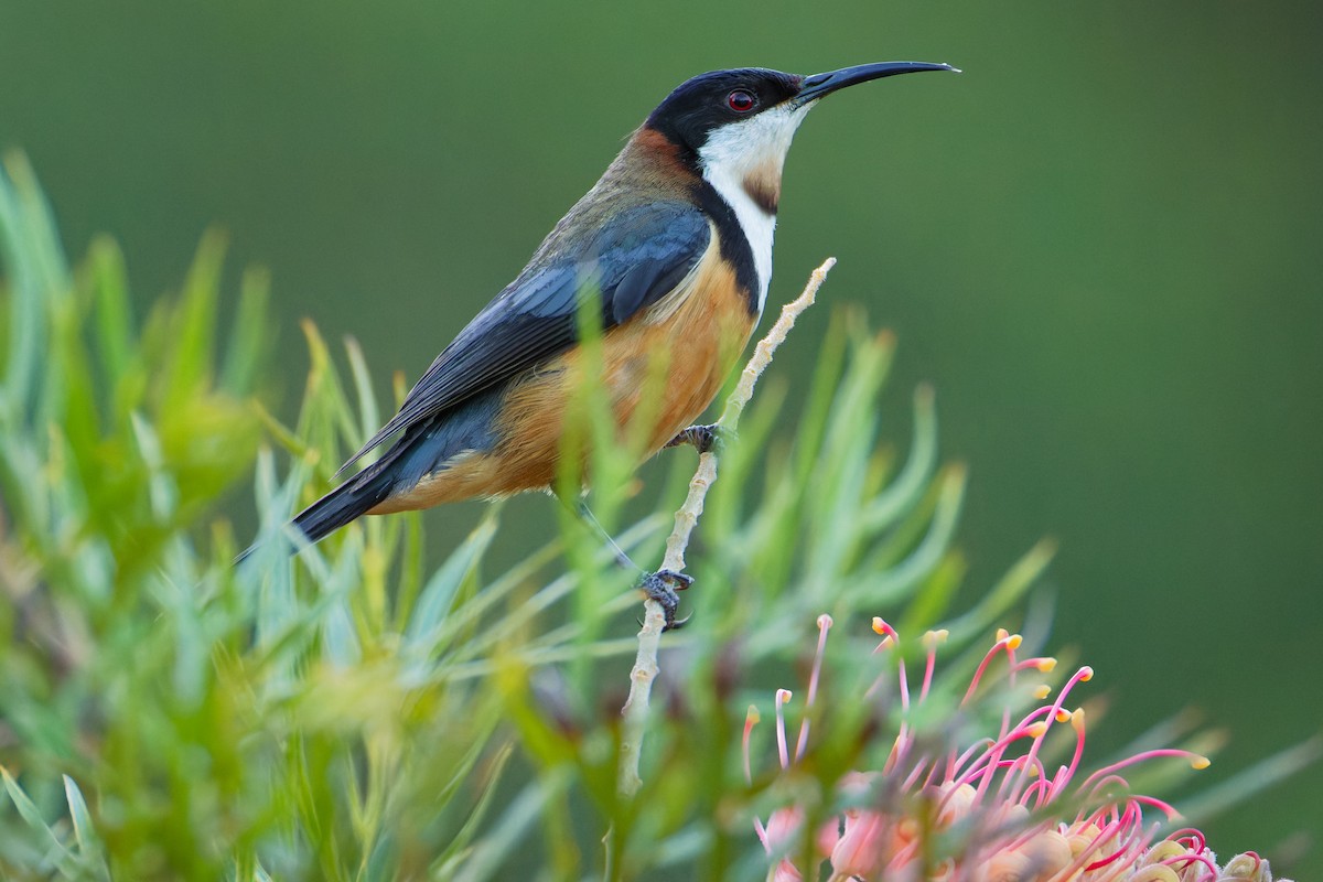 jehlozobka východní - ML646666258