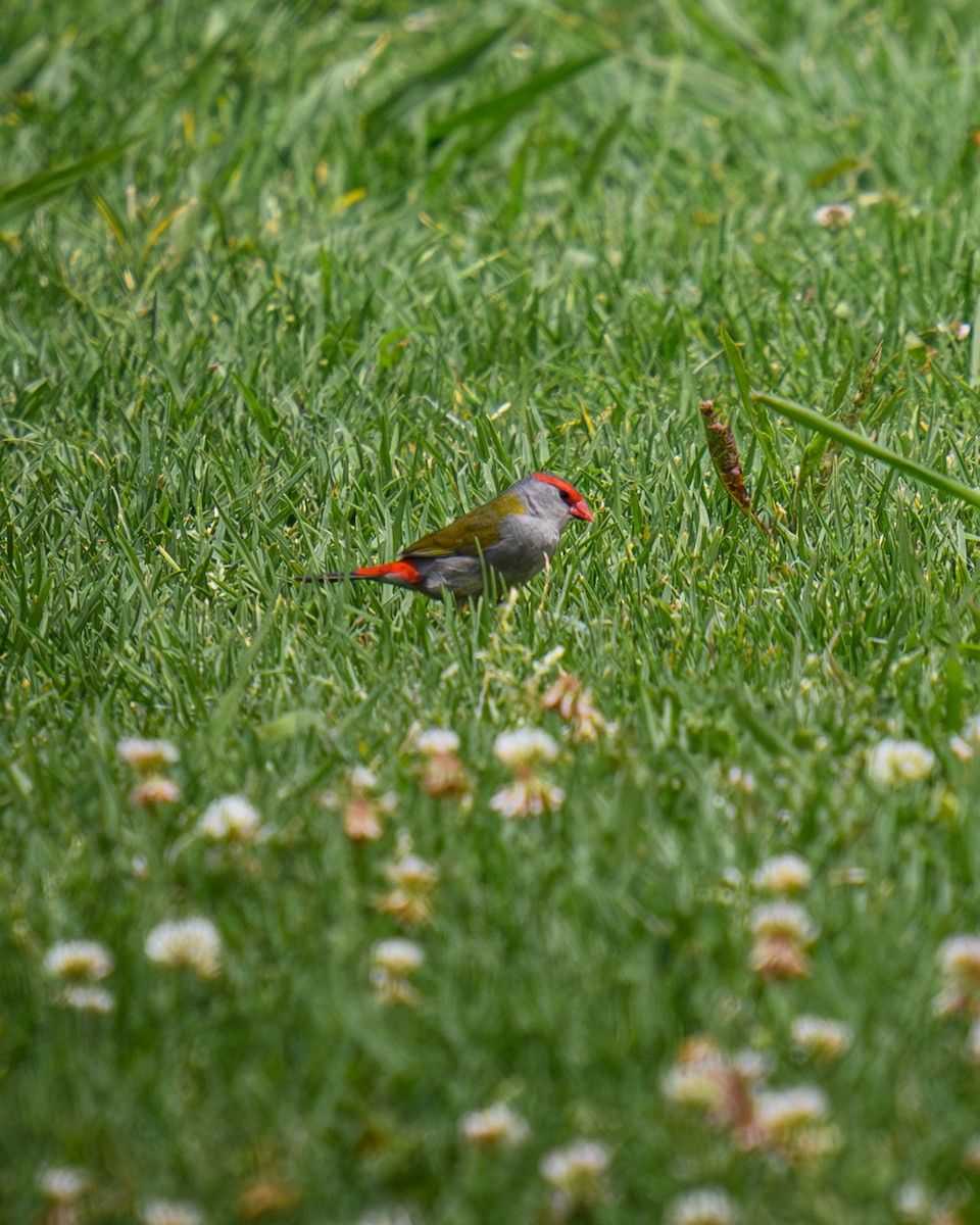 Red-browed Firetail - ML646666261