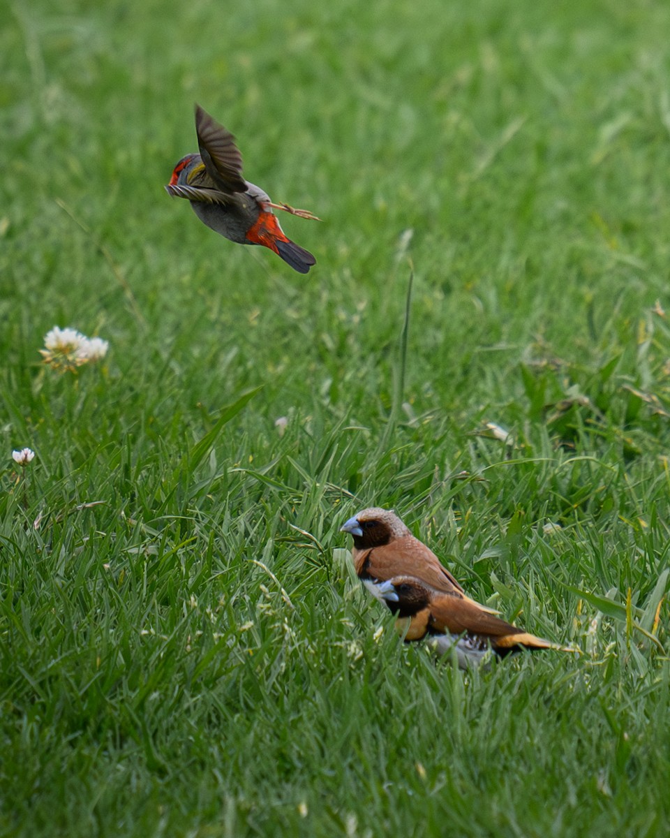 Red-browed Firetail - ML646666262