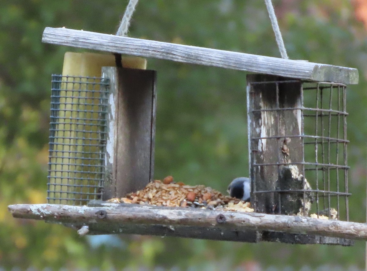 Carolina Chickadee - ML646666263