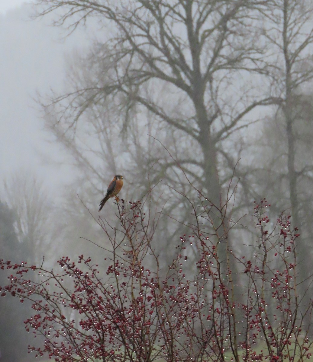 Belatz amerikarra - ML646666264