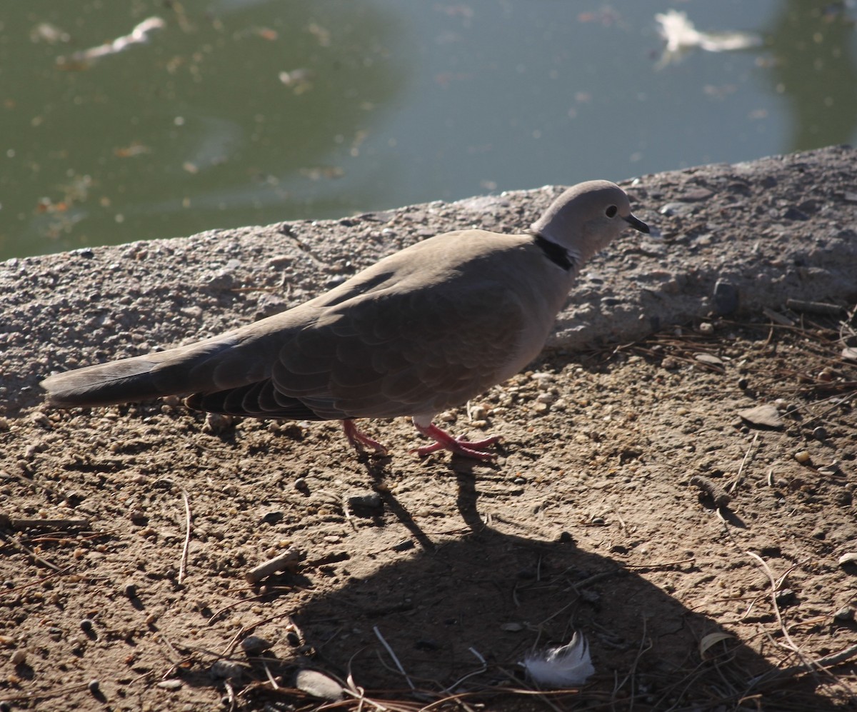 Eurasian Collared-Dove - ML646666265
