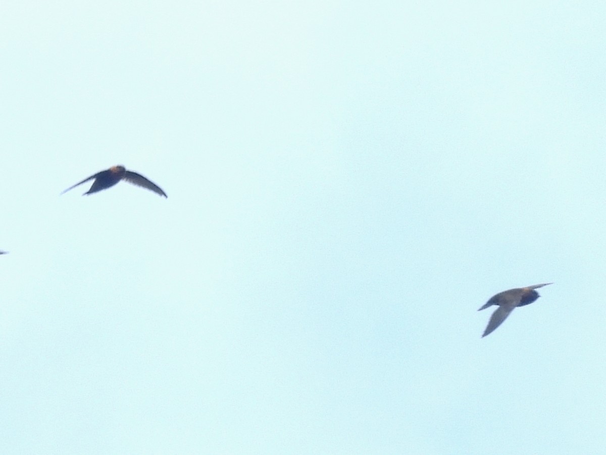 rorýs hnědohrdlý - ML646666266