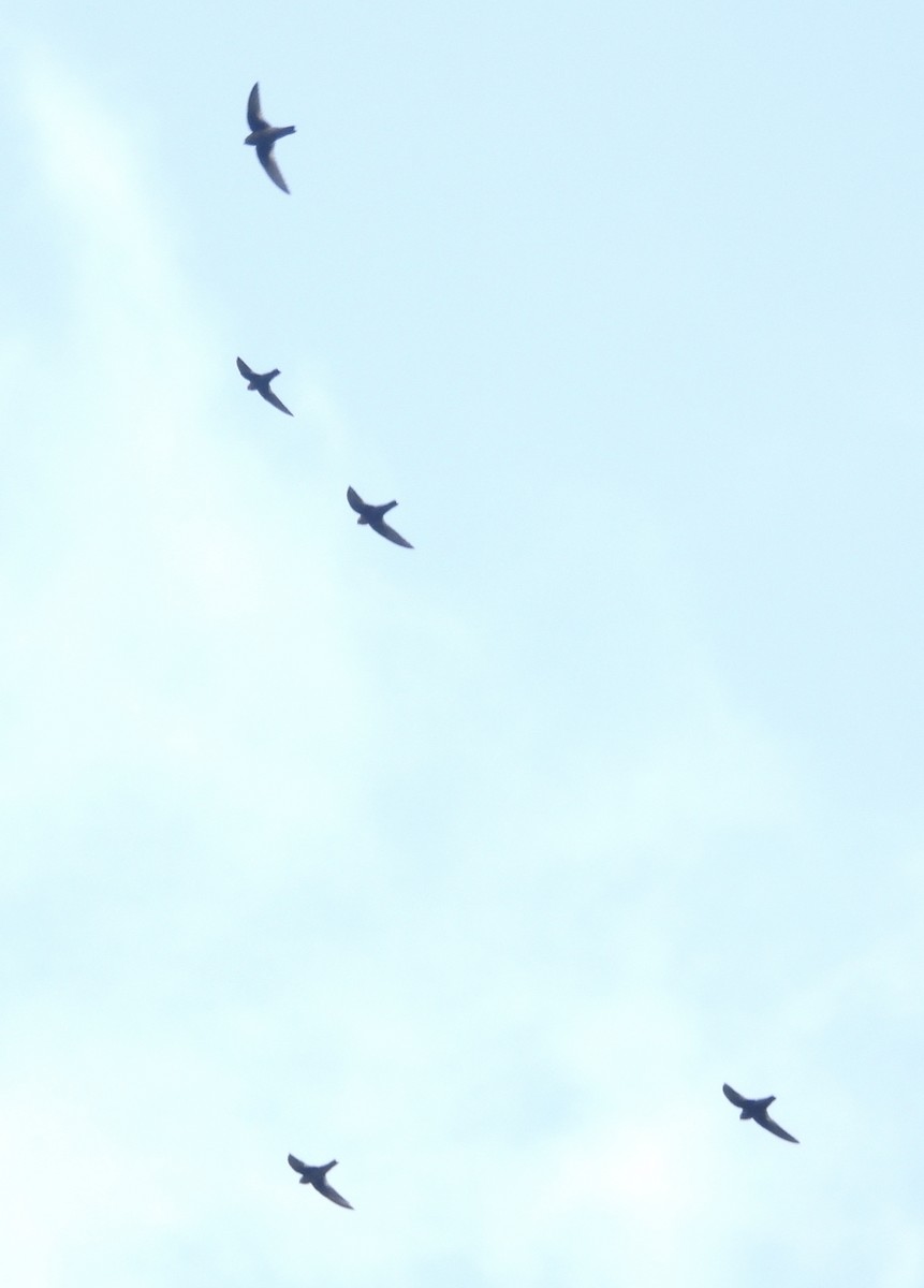 rorýs hnědohrdlý - ML646666267