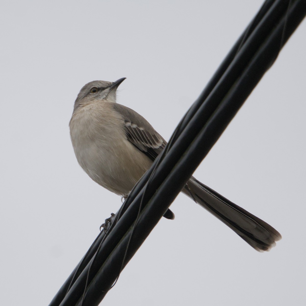 Northern Mockingbird - ML646666268