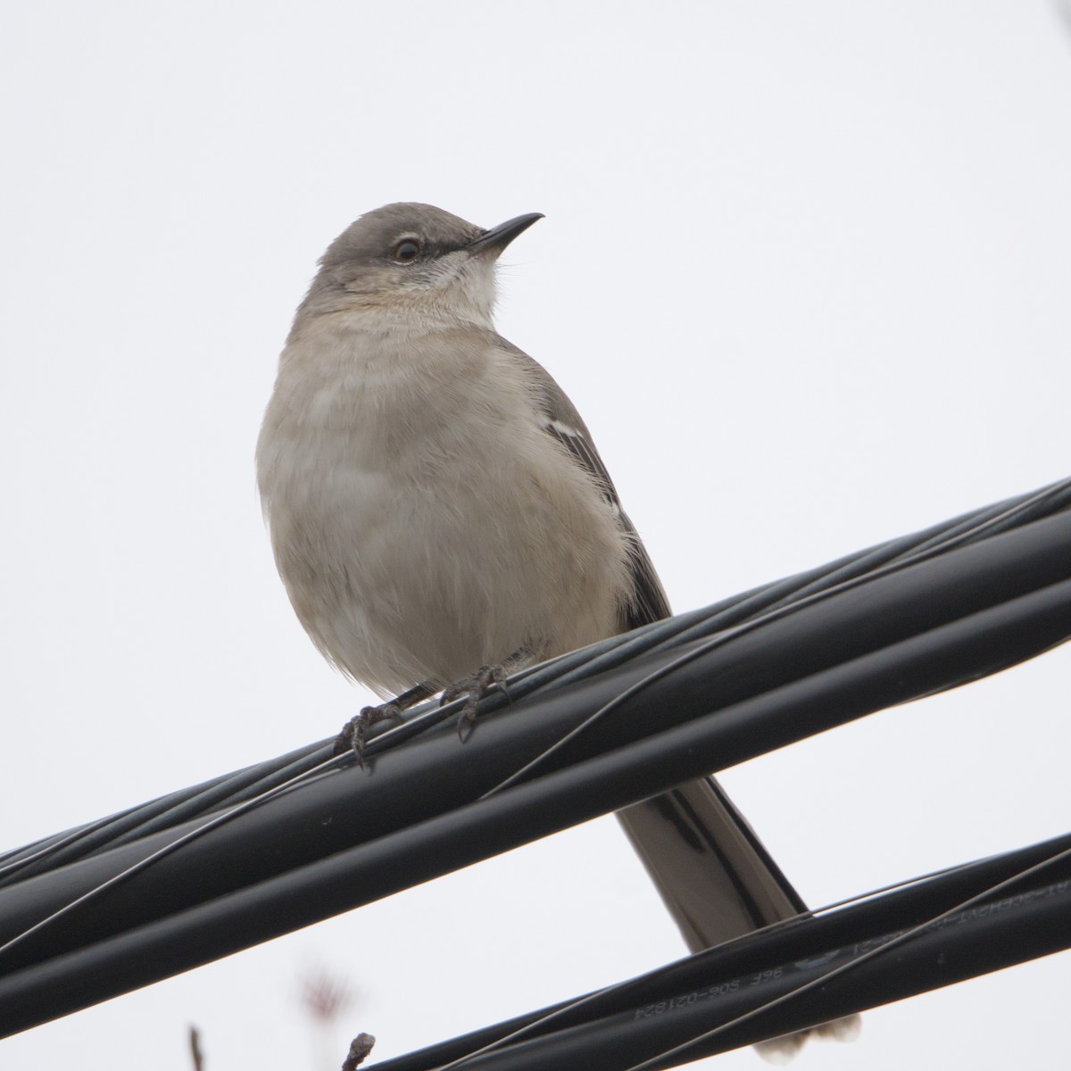 Northern Mockingbird - ML646666269