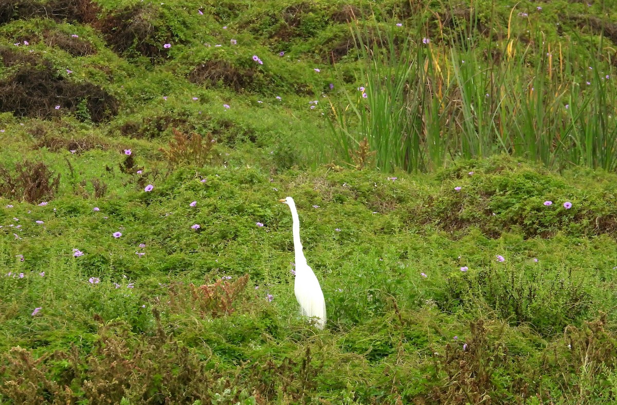 volavka bílá - ML646666270