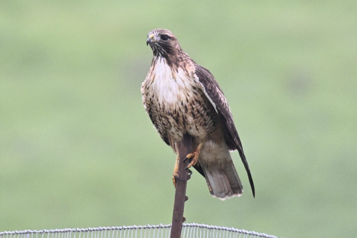 káně rudochvostá - ML646666271