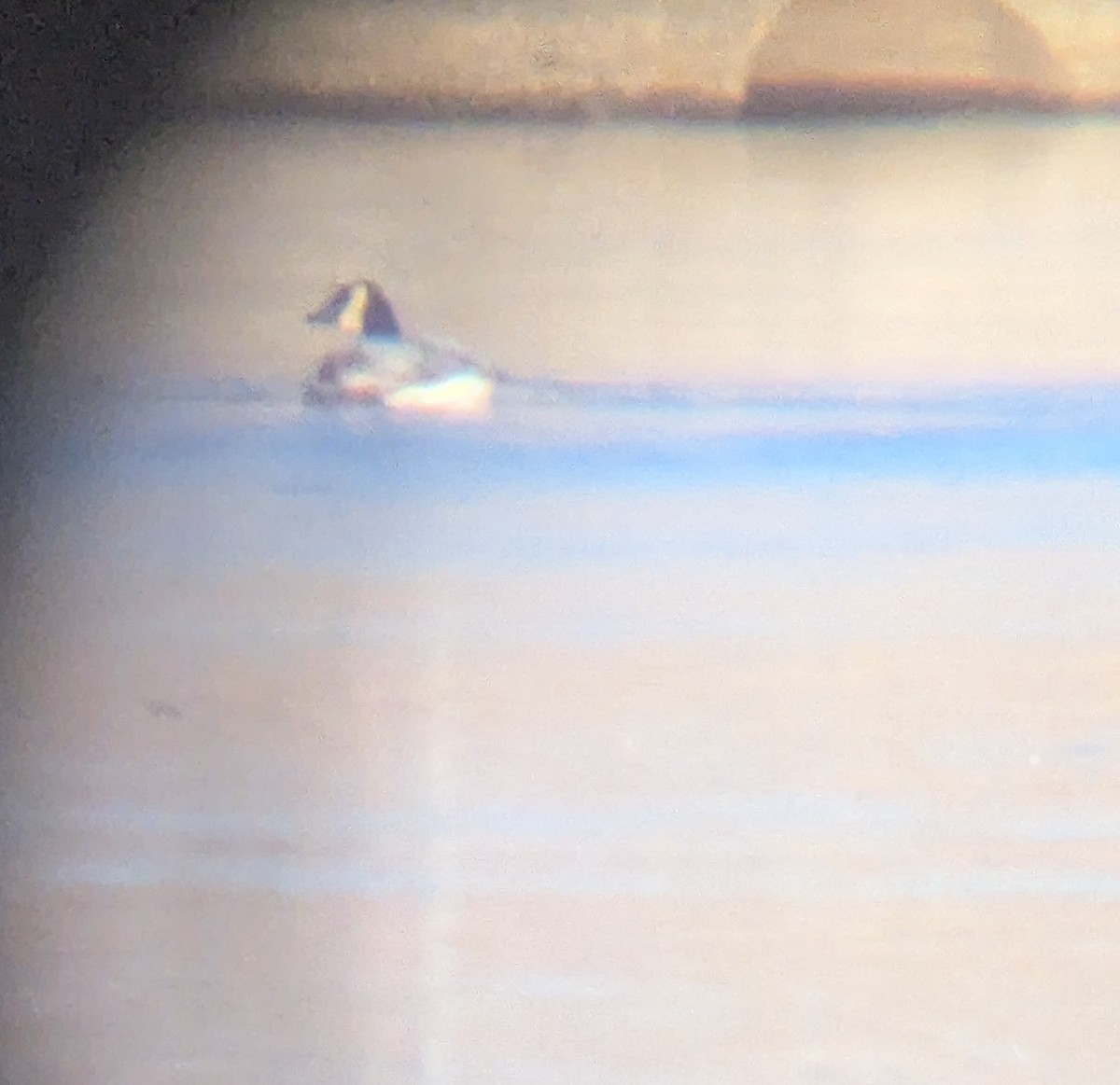 Kanadagans - ML646666272