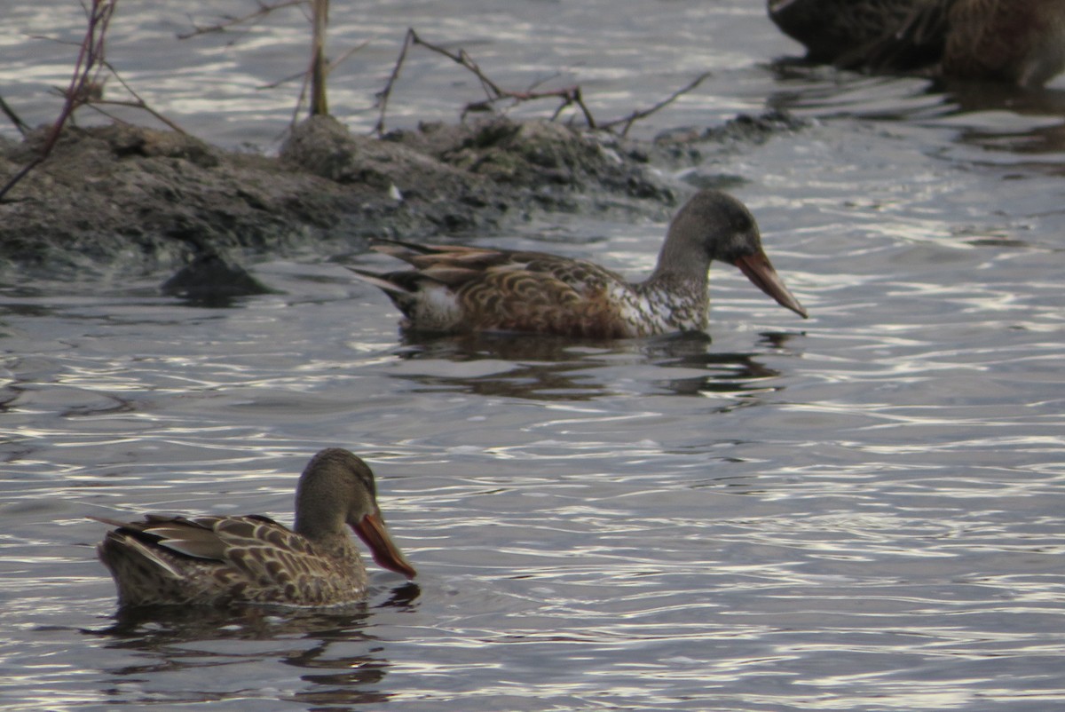 lžičák pestrý - ML646666273