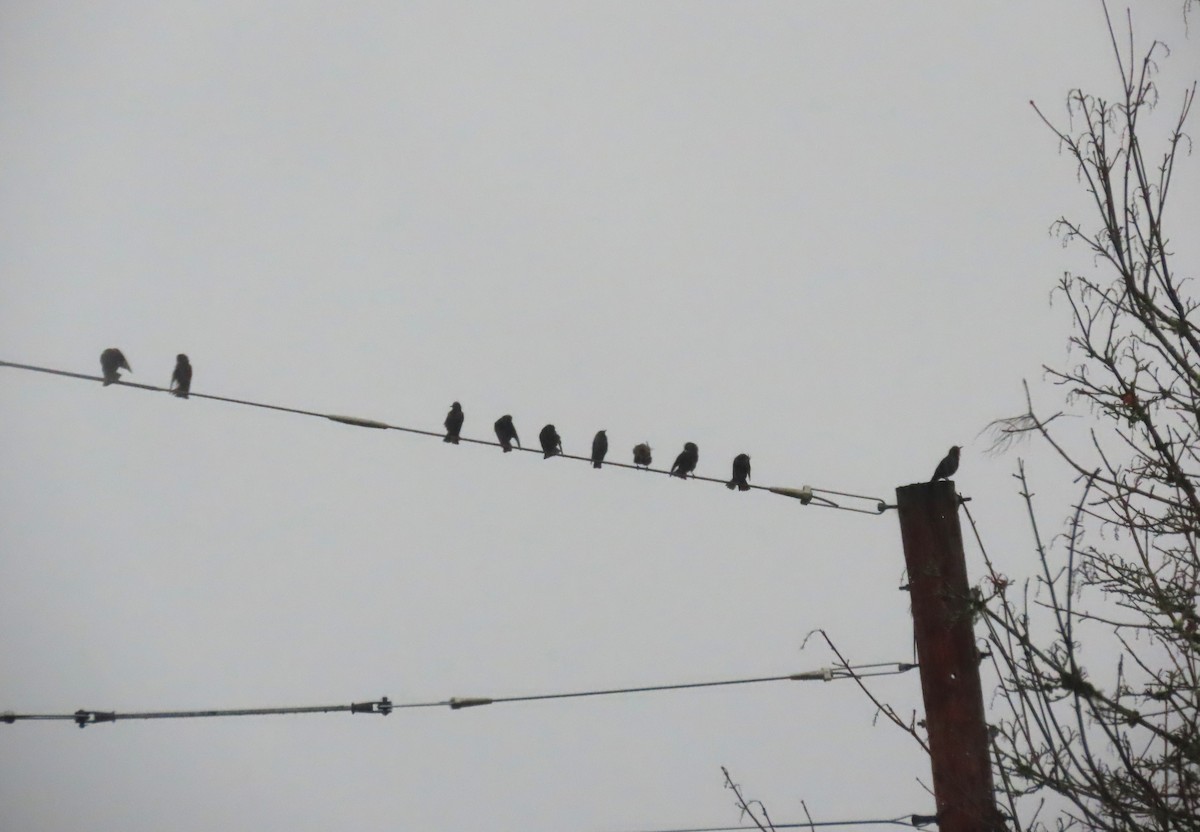 Arabazozo pikarta - ML646666275