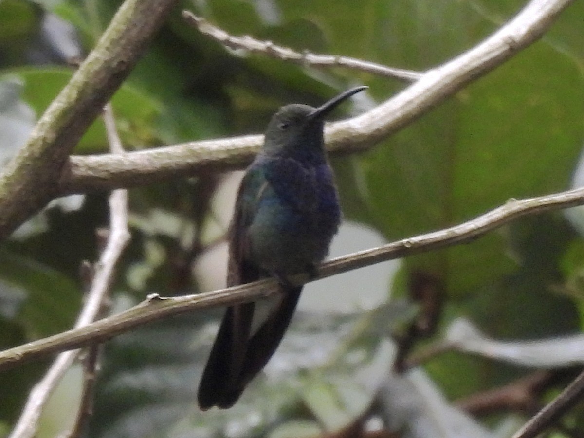 Colibrí de Buffon (caeruleogaster) - ML646666279