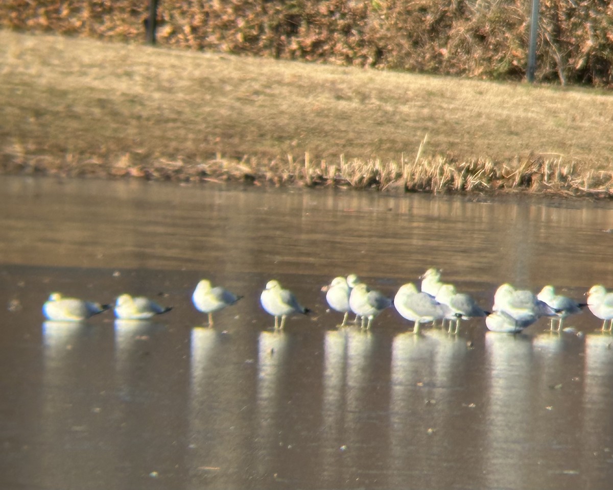 gull sp. - ML646666280