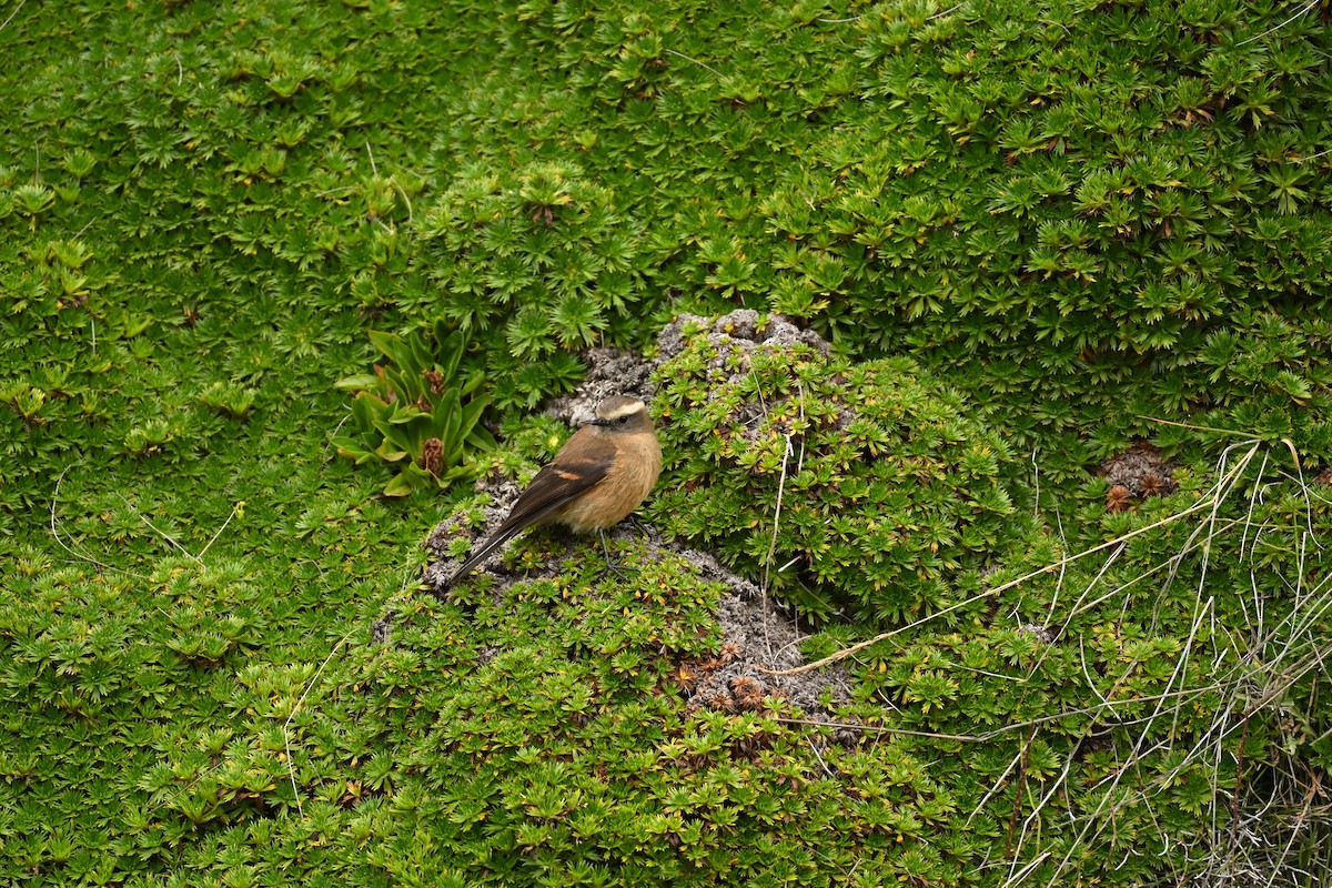 Pitajo à dos brun - ML646666282