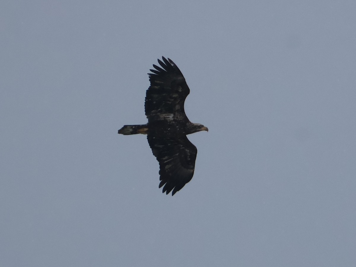 Bald Eagle - ML646666287