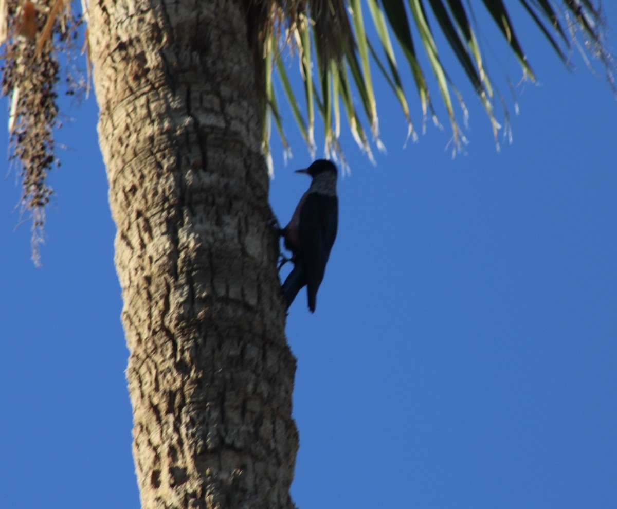 Blutgesichtspecht - ML646666289