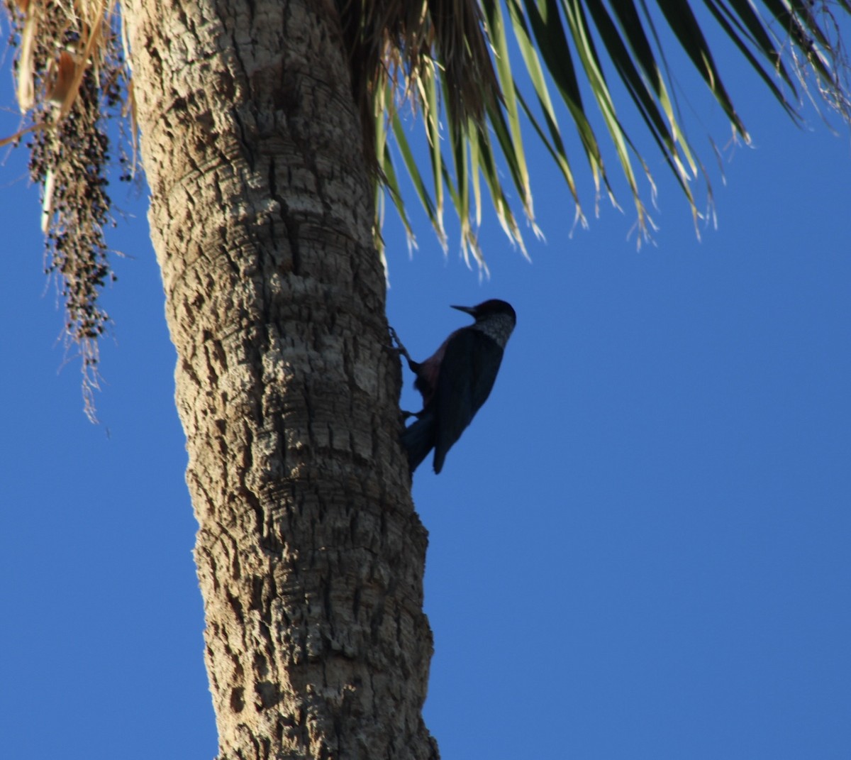 Blutgesichtspecht - ML646666290