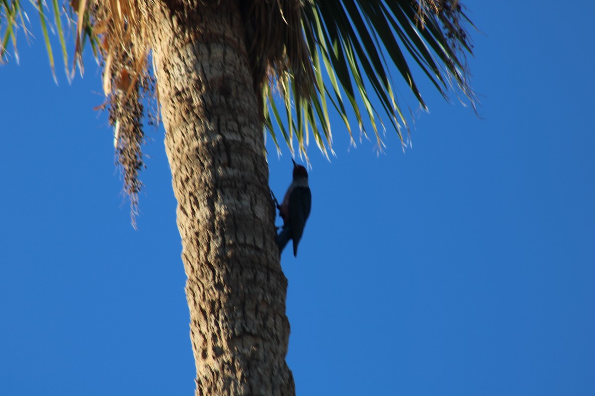 Blutgesichtspecht - ML646666291