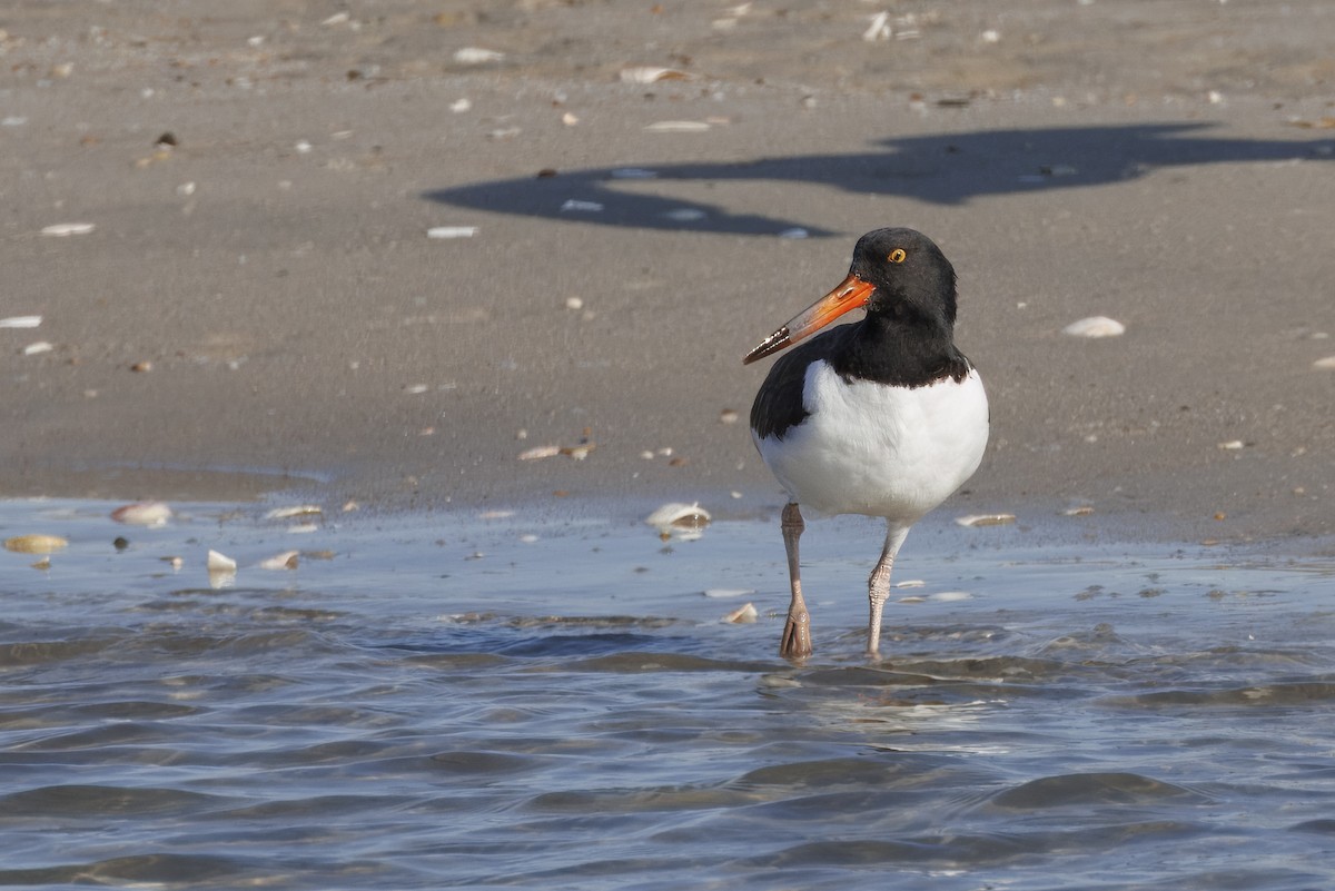 American Oystercatcher - ML646666292