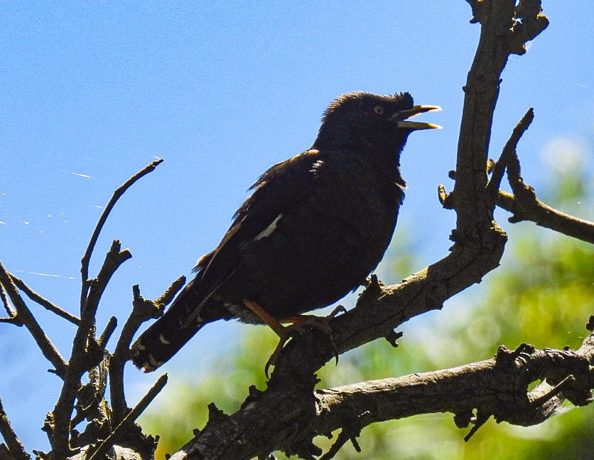 Crested Myna - ML646666294