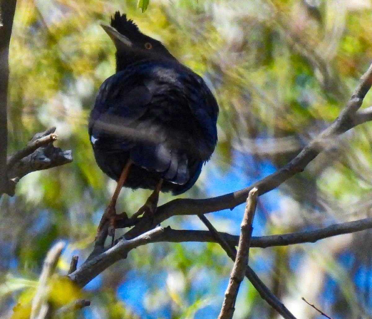 Crested Myna - ML646666295