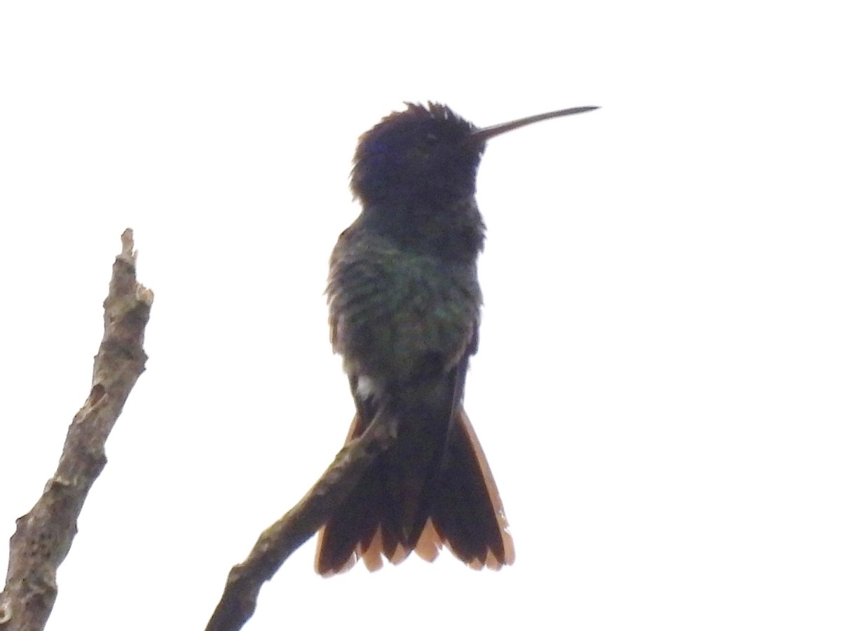 Golden-tailed Sapphire - ML646666296