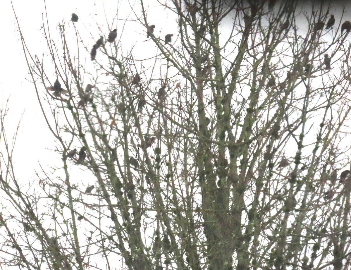 Arabazozo pikarta - ML646666297