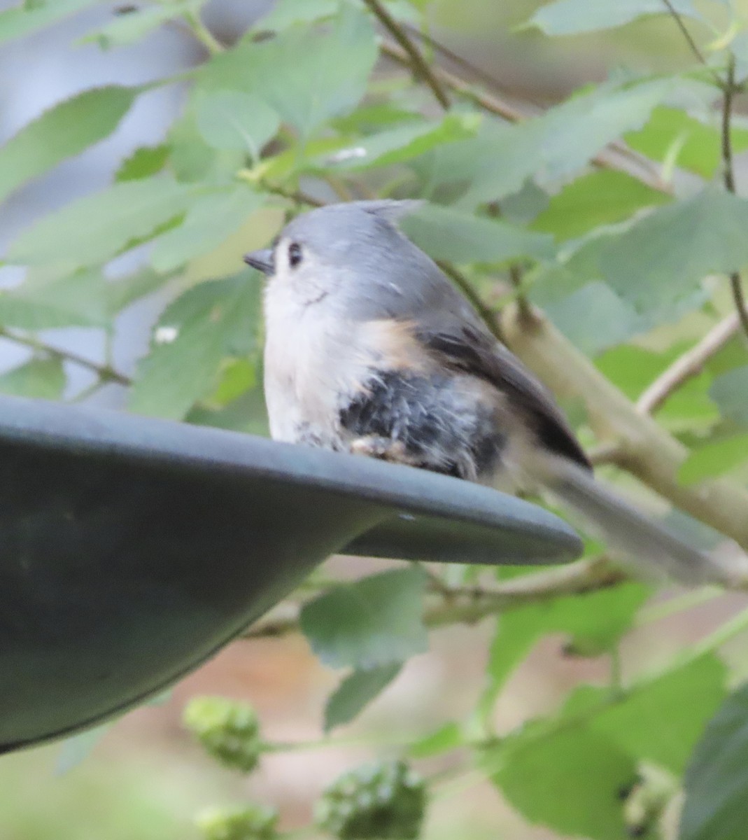 Tufted Titmouse - ML646666298