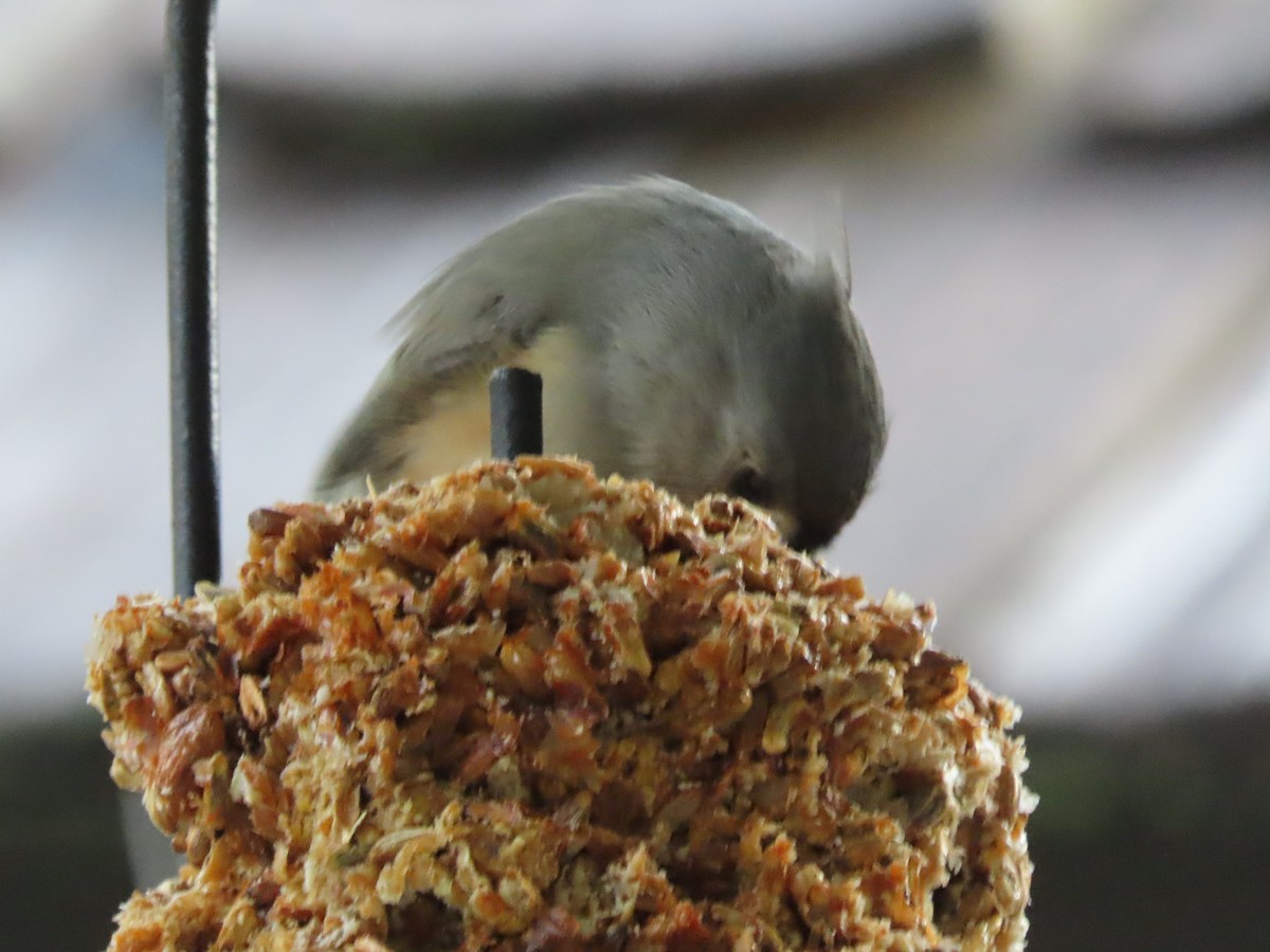 Tufted Titmouse - ML646666299