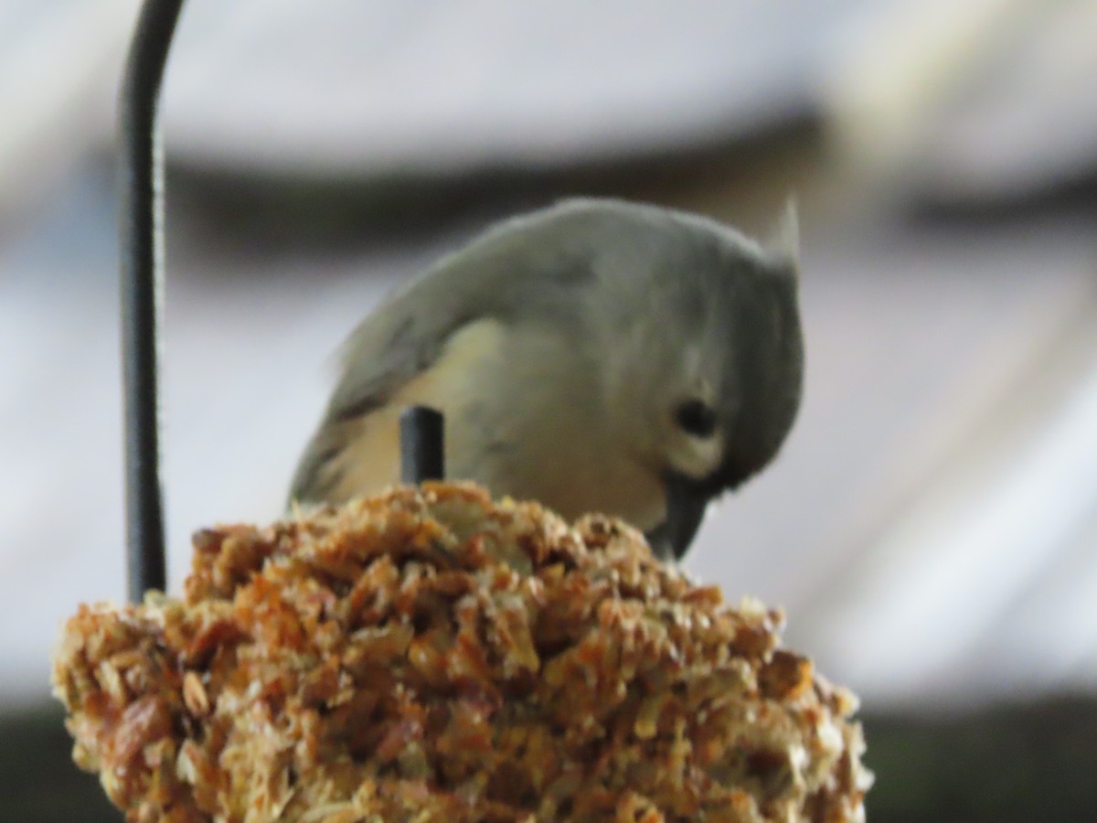 Tufted Titmouse - ML646666301