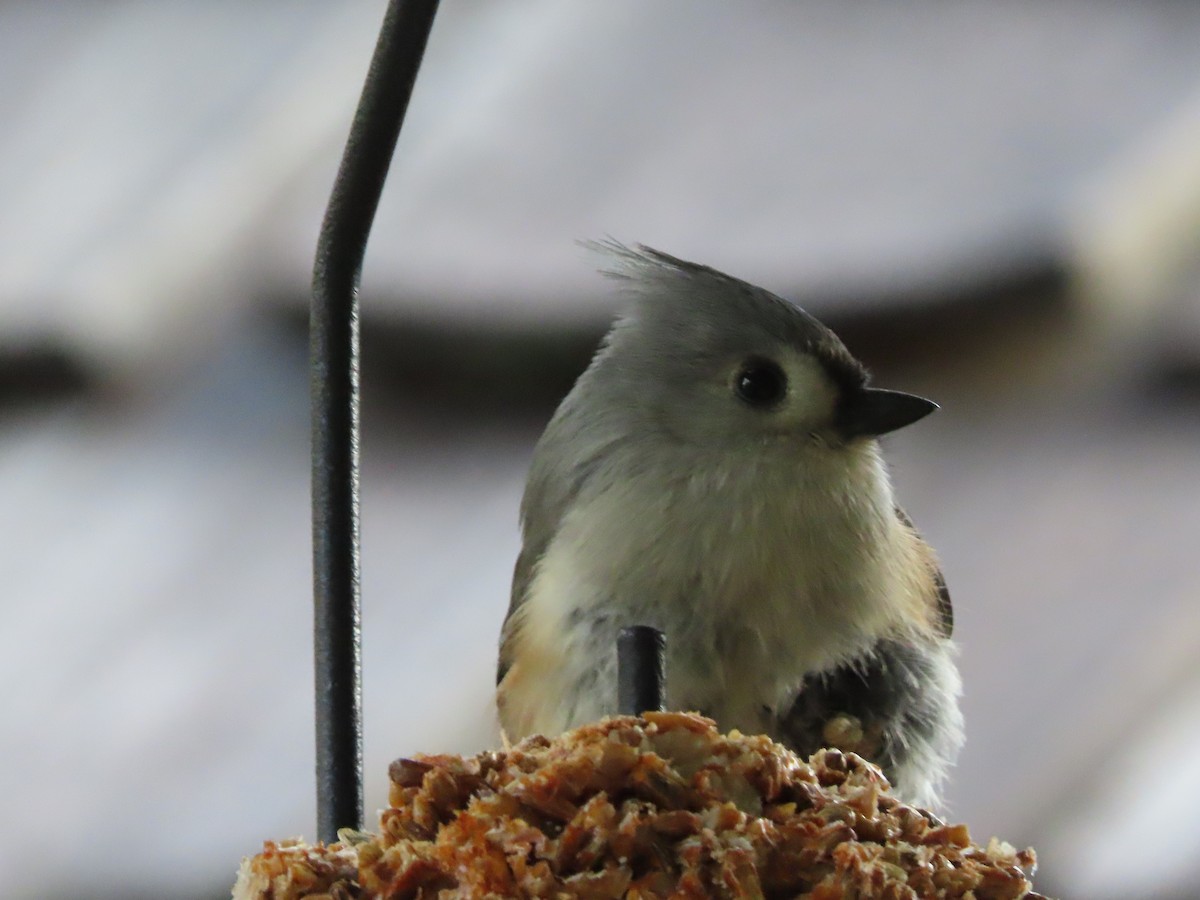 Tufted Titmouse - ML646666302