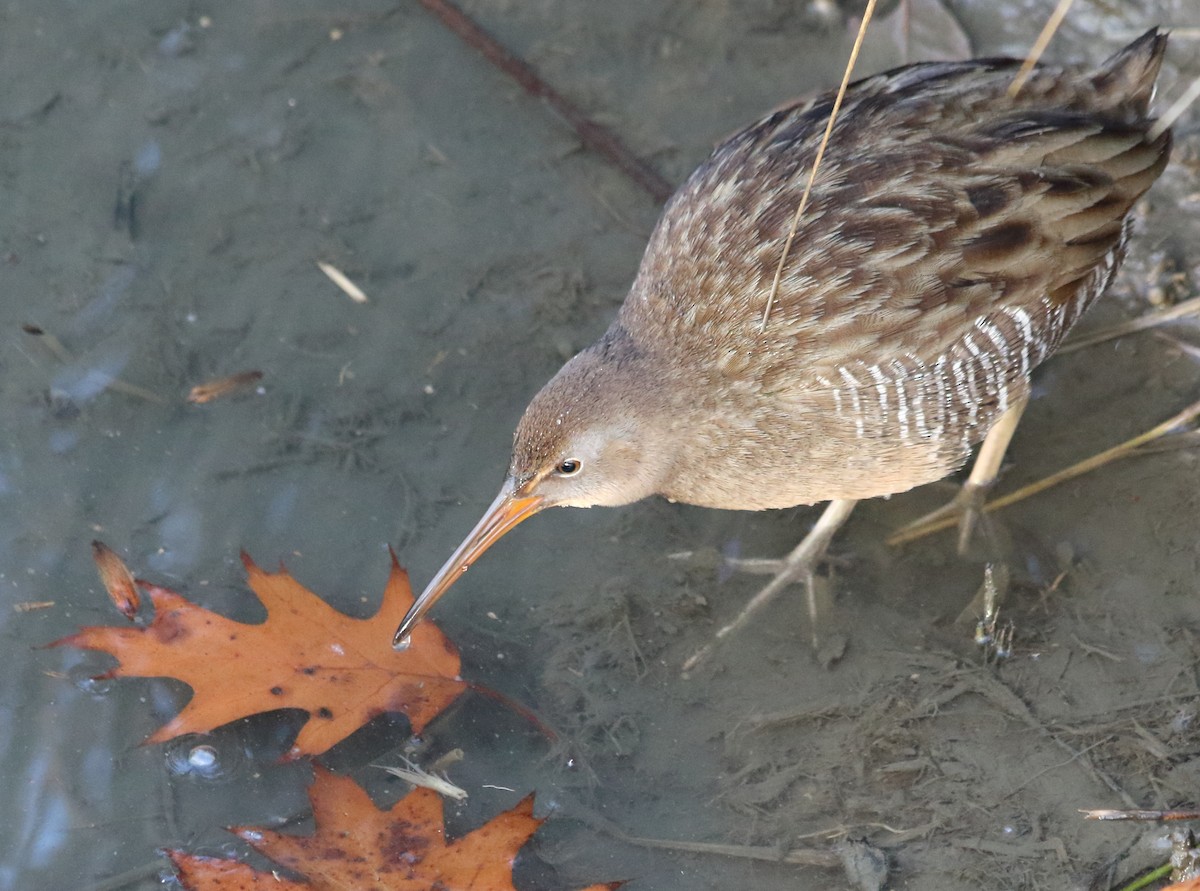 Пастушок узбережний - ML646666306