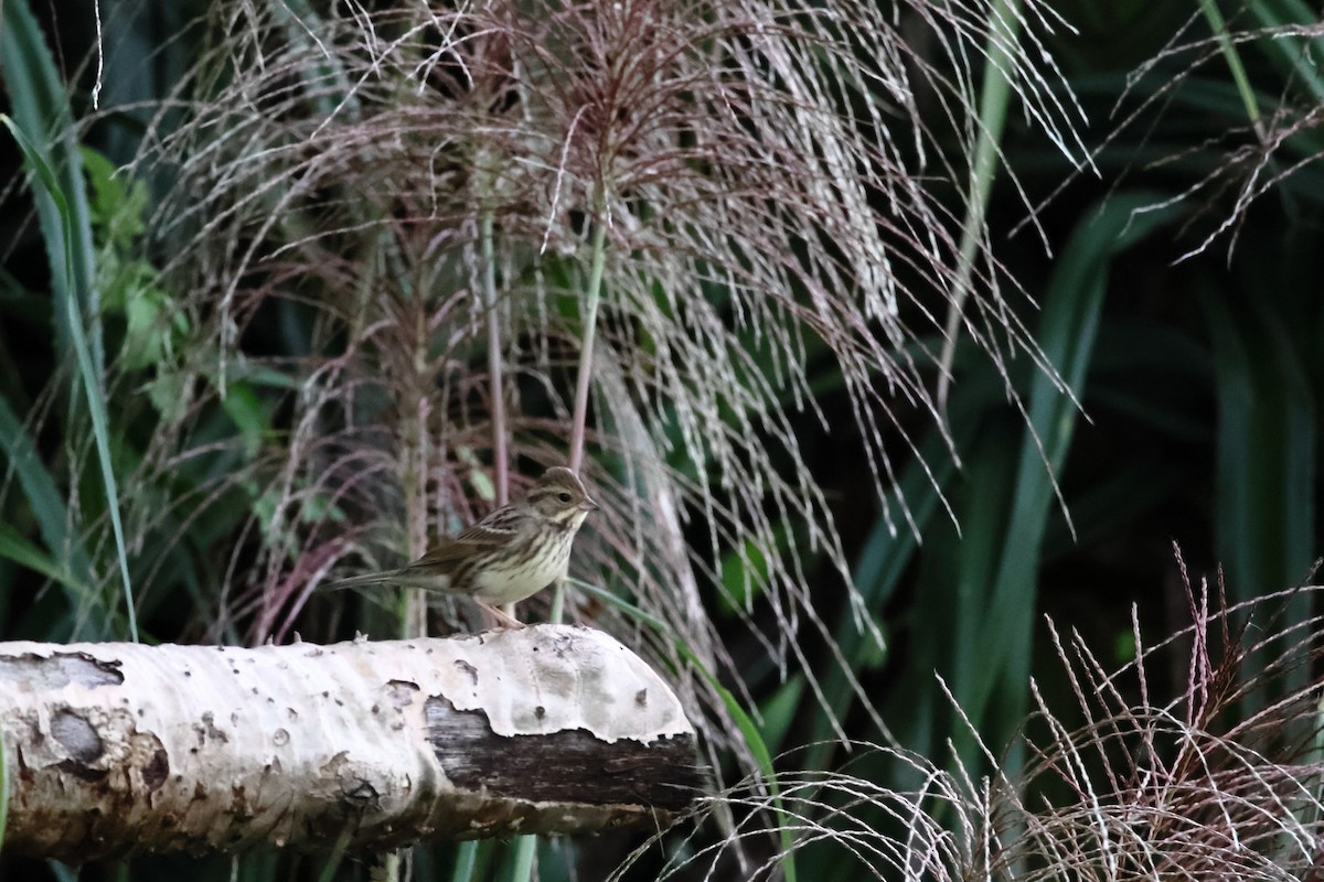 Bruant masqué - ML646666307