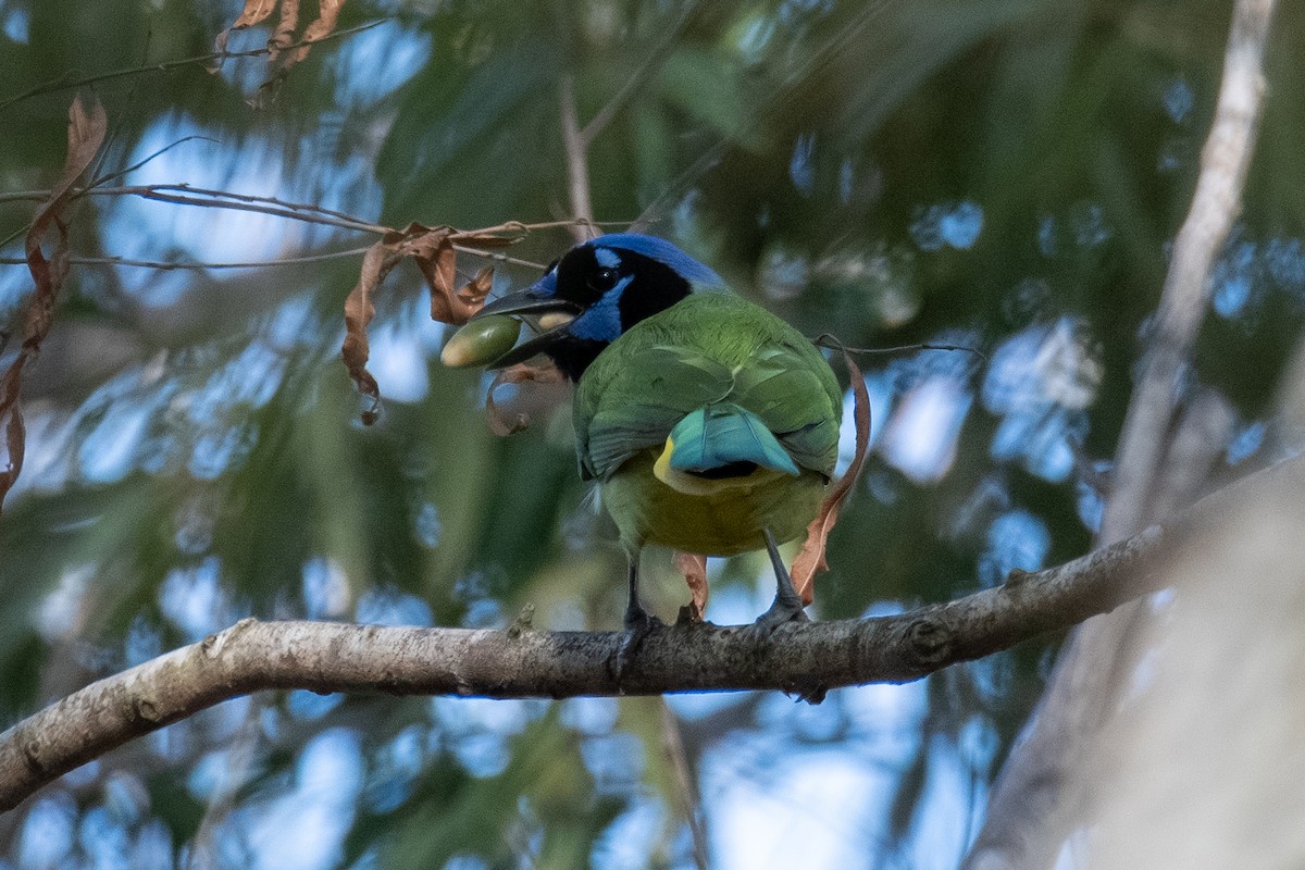 Inkablaurabe - ML646666310