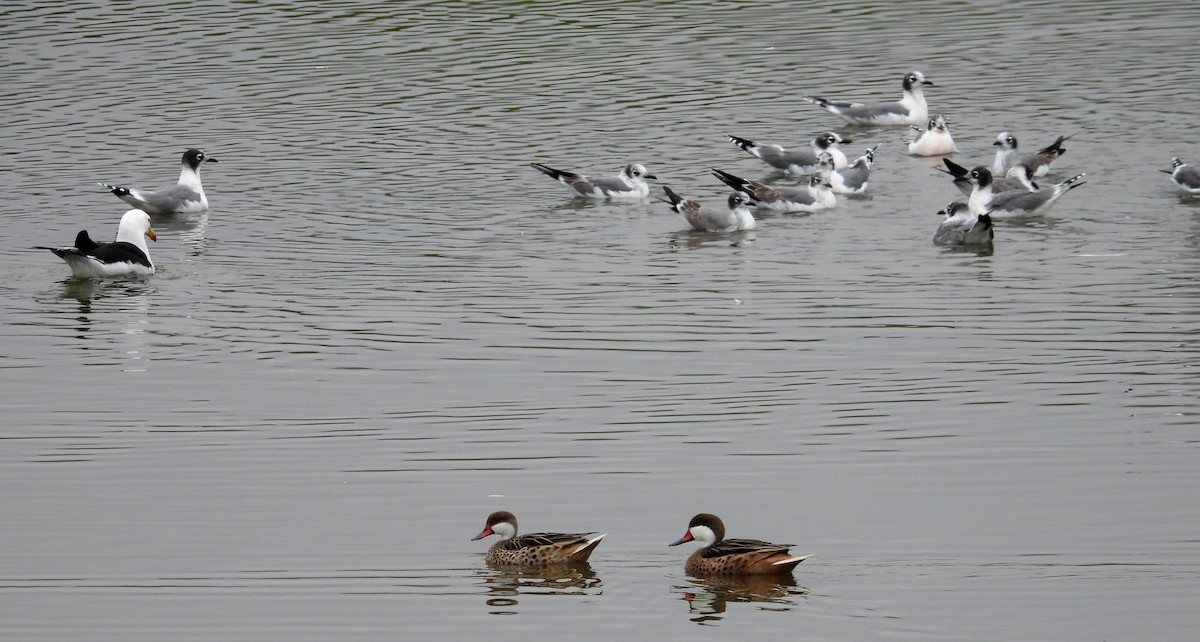 Ánade Gargantillo - ML646666313