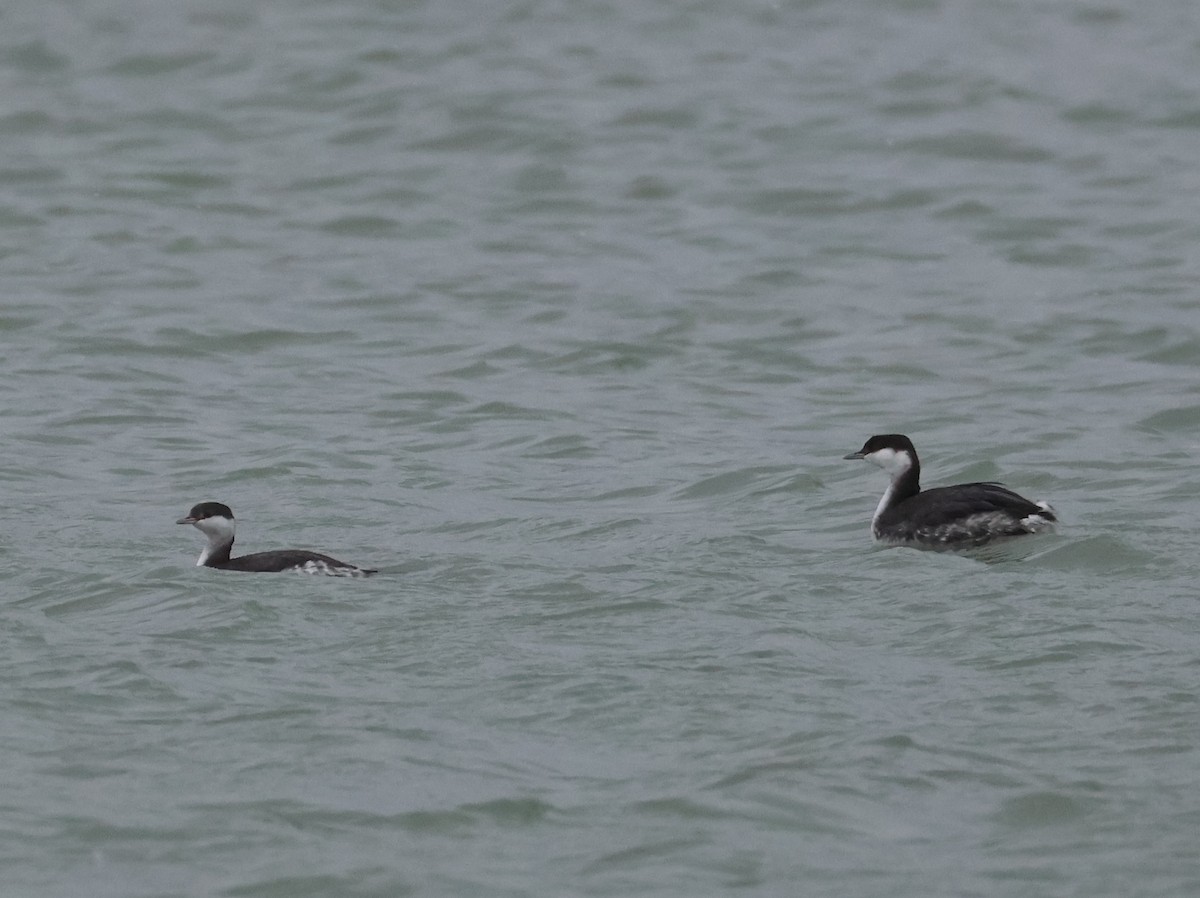 Horned Grebe - ML646666314