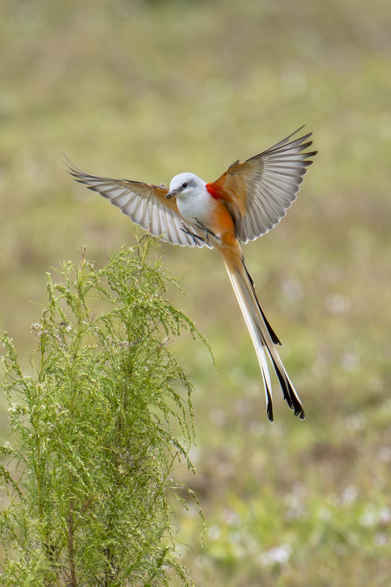 Scissor-tailed Flycatcher - ML646666315